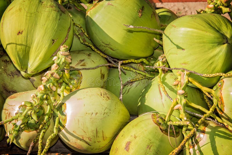 Stack of fresh coconuts stock photo. Image of nature 67543900