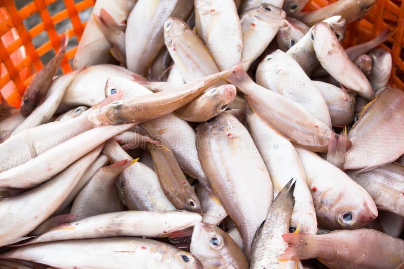 Stack Of Fresh Squid In Basket Sold In Fish Dock Market Stock Photo