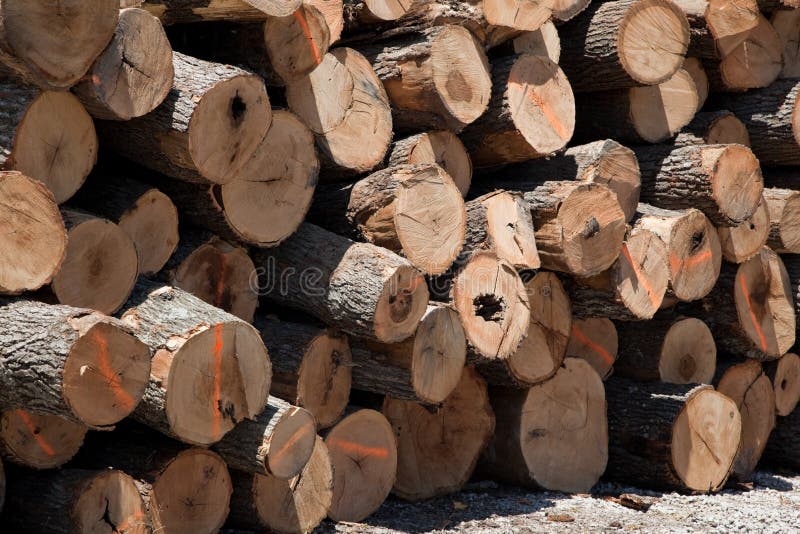 Stack of freshly cut logs stock photo. Image of nature 19721640