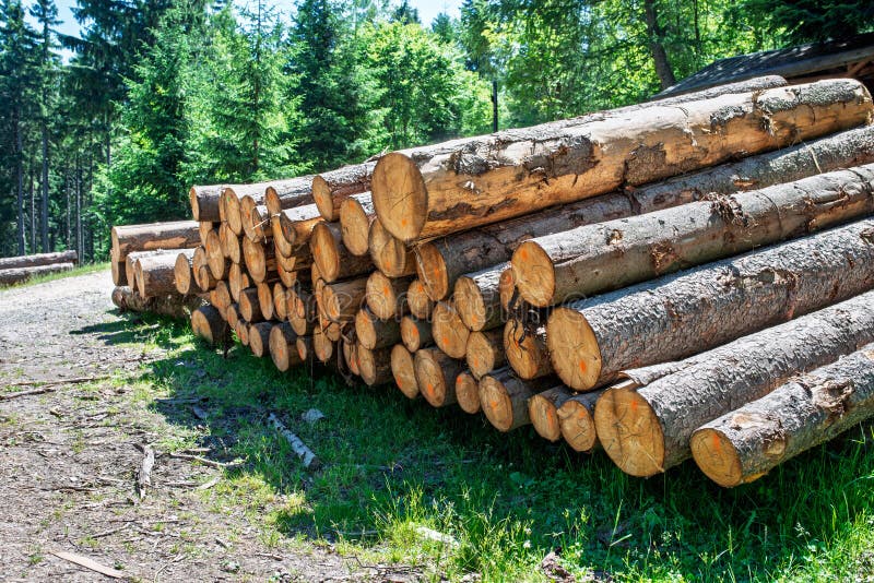 Stack of freshly cut timber logs in forest, raw wood trunks piled along rural path royalty free stock photos