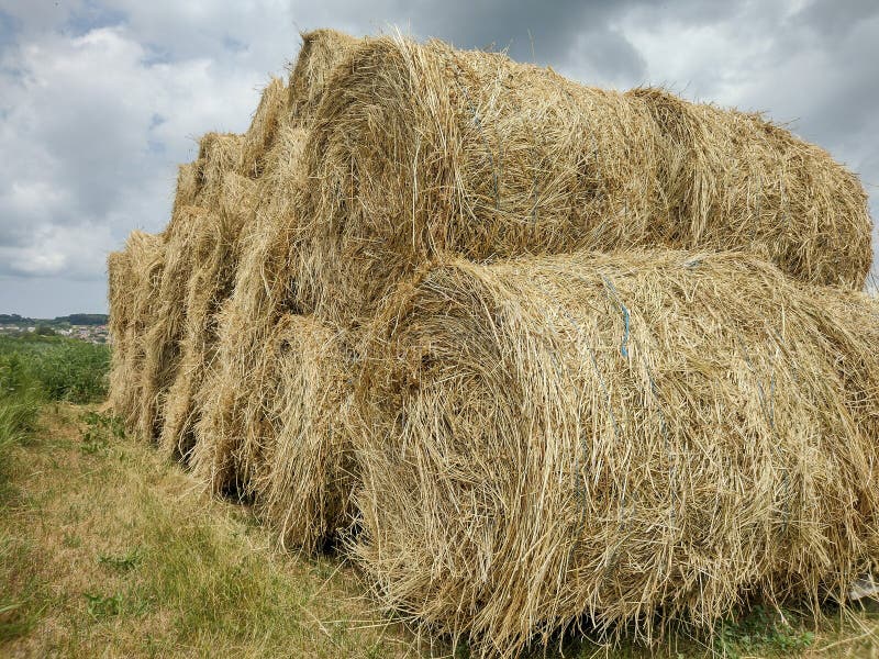 Stack of Hay Bales in Romania Stock Photo Image of group, concept