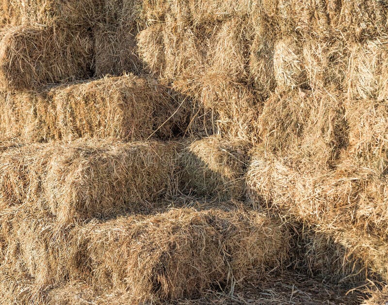 Stack Hay Bales. Texture Dry Hay Harvest Stock Image - Image of bale ...