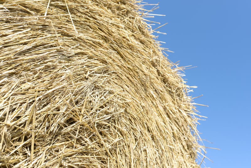 Stack of Hay Straw Bale on the Field after Harvest Stock Image Image