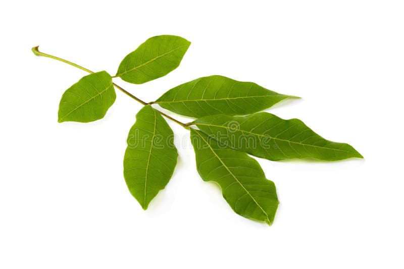 Stack image of Green leaf isolated on white background stock photo