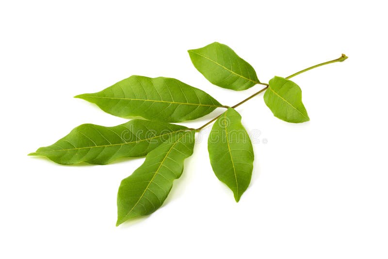 Stack image of Green leaf isolated on white background stock photos