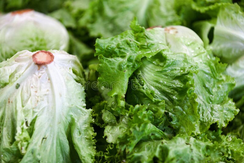 Stack of Lettuce Iceberg on a Market Stall Stock Photo Image of full
