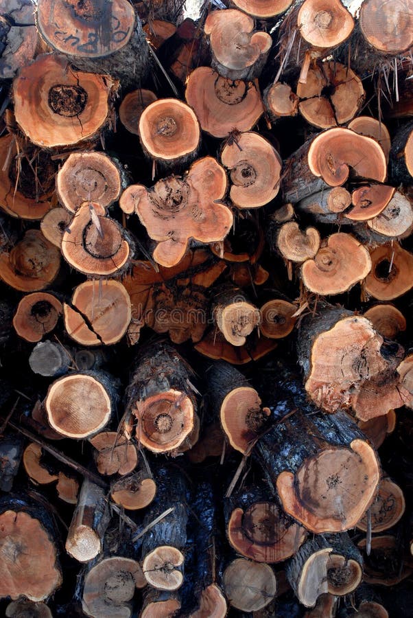 Stack of Logs. Stack of pine logs in a lumber yard