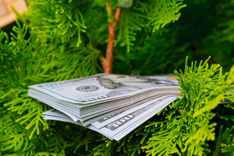 Stack of One Hundred Dollar Bills on Christmas Tree. Stock Photo