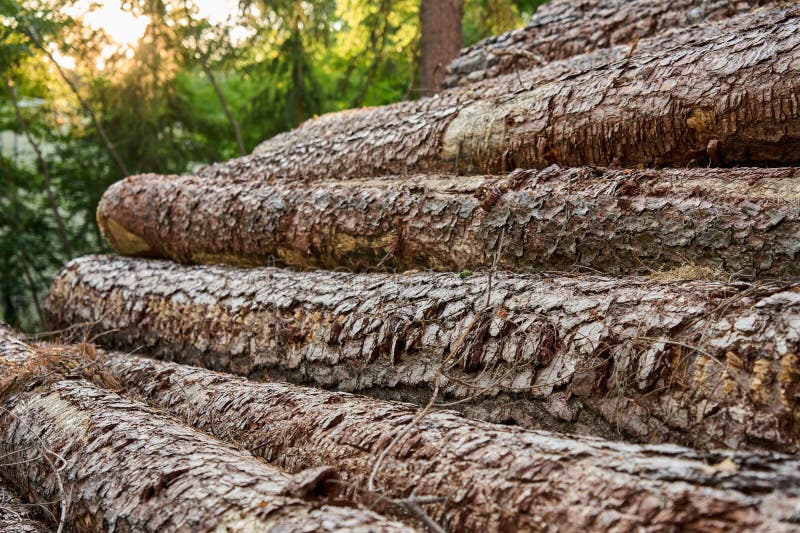Stack of Pine Logs with Bark in Forest at Sunset stock photo