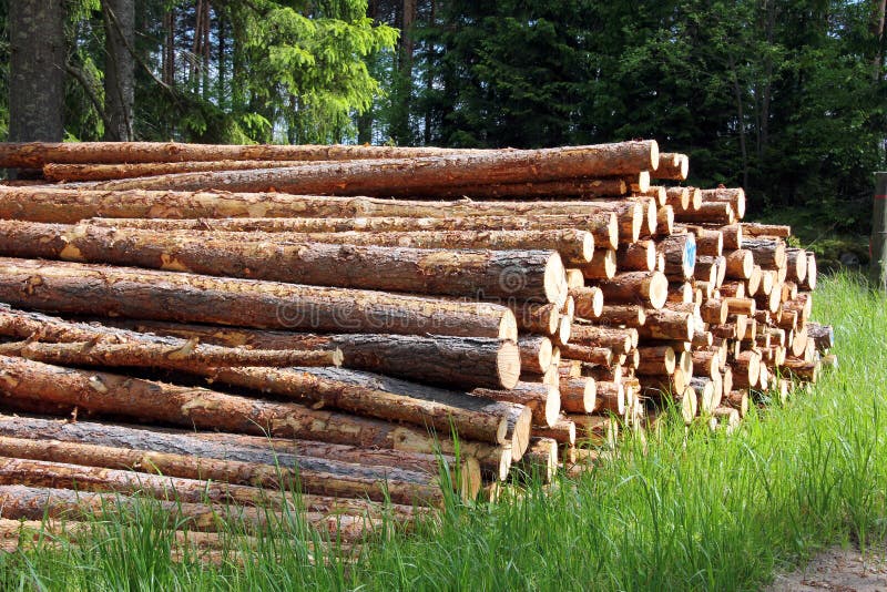 Stack of pine logs in summer forest stock photo