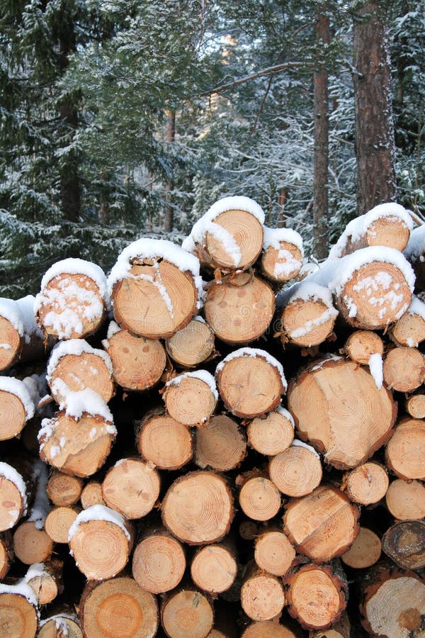 Stack of Pine Logs in Winter Snow stock images