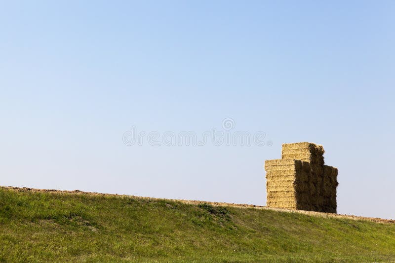 Stack of straw, wheat royalty free stock photo