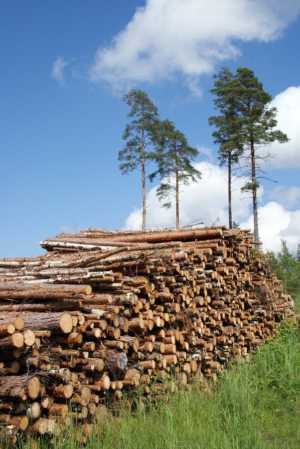 Stack of Timber Logs at Summer royalty free stock images