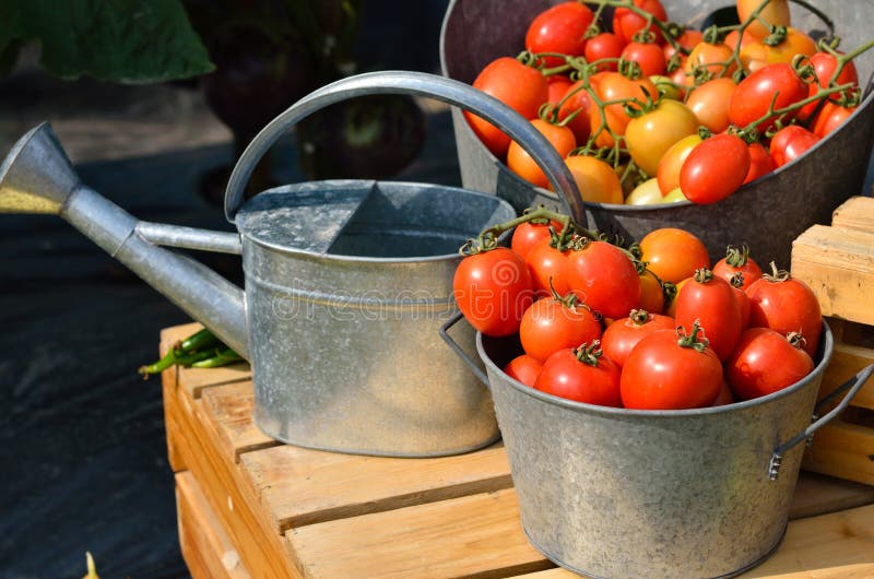 Stack of Tomatoes in Basket for Sale Stock Image Image of vegetable
