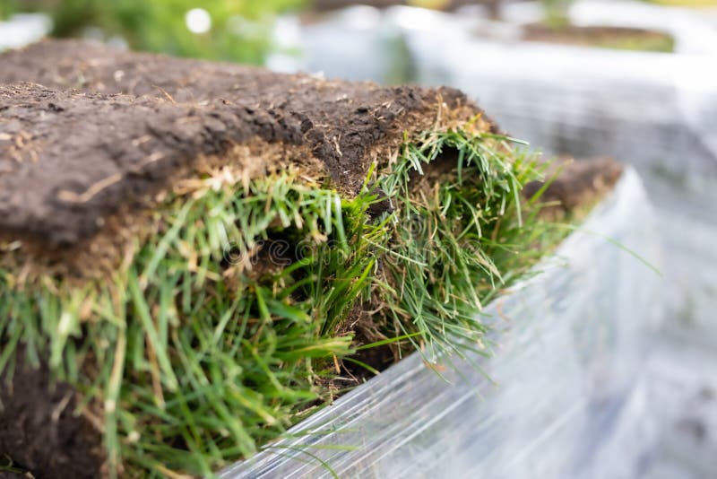 Turf Grass Roll, Green Grass Carpet in Roll for Lawn. Stack of Turf