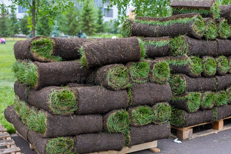 Turf Grass Rolls for Lawn. Carpet of Turf, Roll of Sod for Landscaping