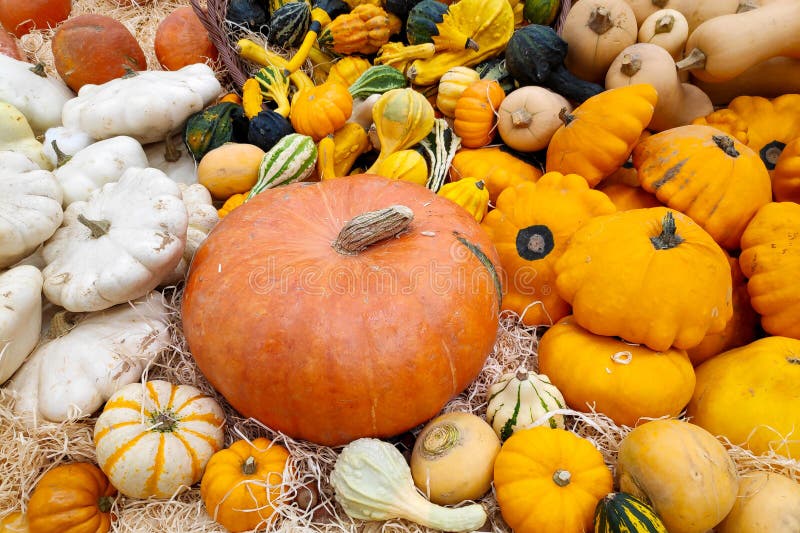 Stack of Various Cucurbits on a Market Stall Stock Image Image of