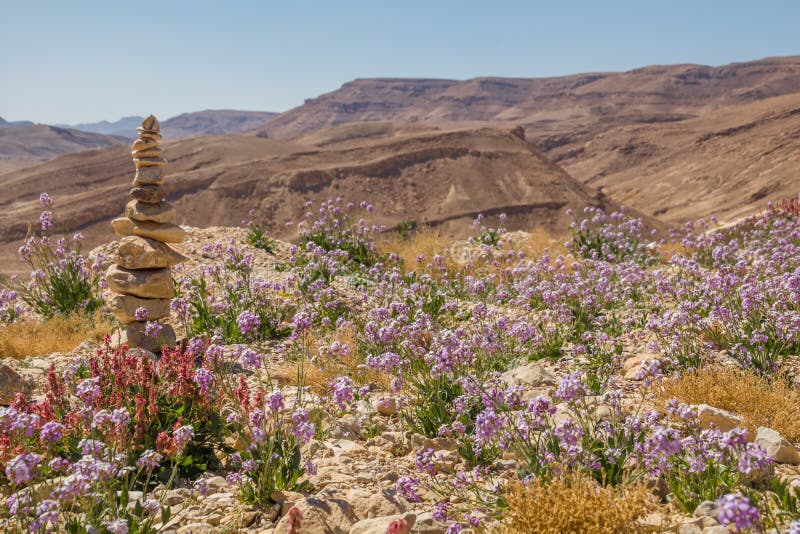 Stacked desert stones and spectacular wild flowers bloom in a desert landscape Ramon Crater, in the Negev desert , Israel