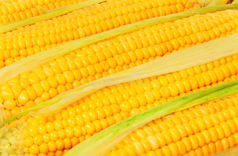 Stacked Near Peeled Corn Cobs Stock Photo Image of corn, healthy 59526236