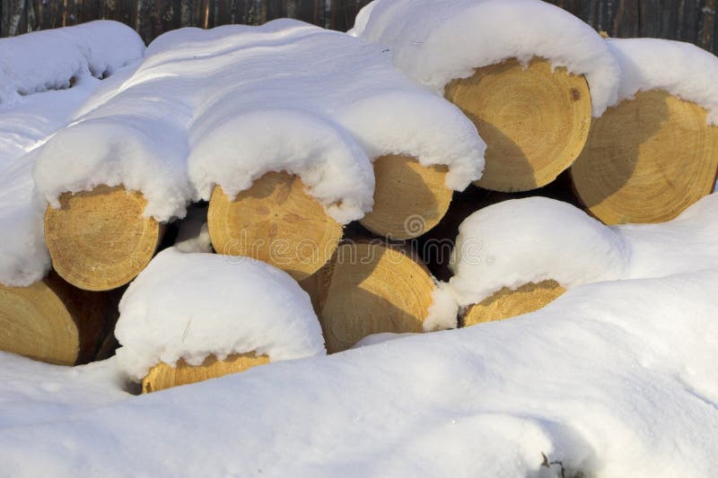 Stacked pine logs royalty free stock photography