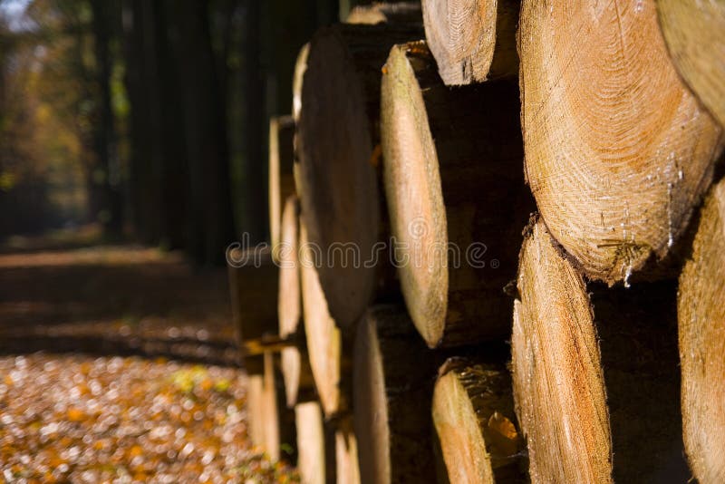 Stacked timber logs stock photography