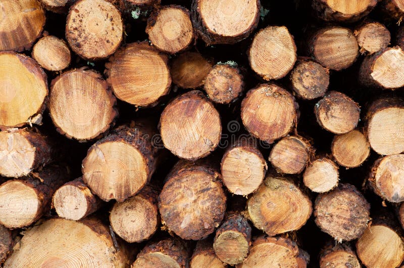 Stacked timber logs stock photography