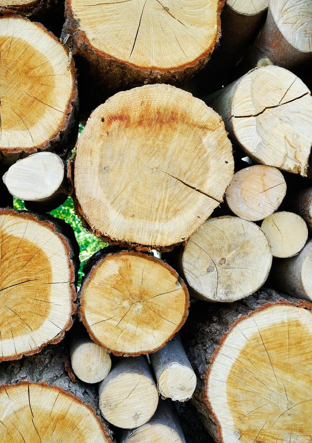 Stacked timber logs stock image