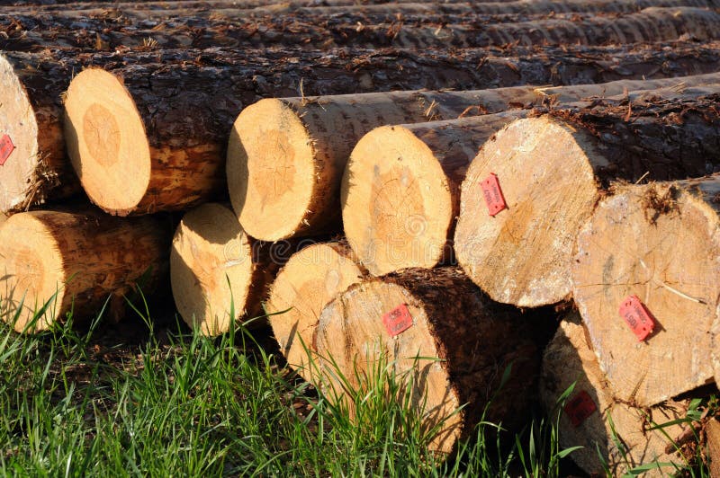Stacked timber logs royalty free stock image