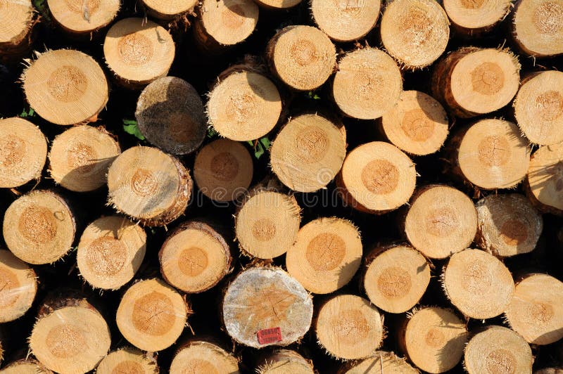 Stacked timber logs stock photos
