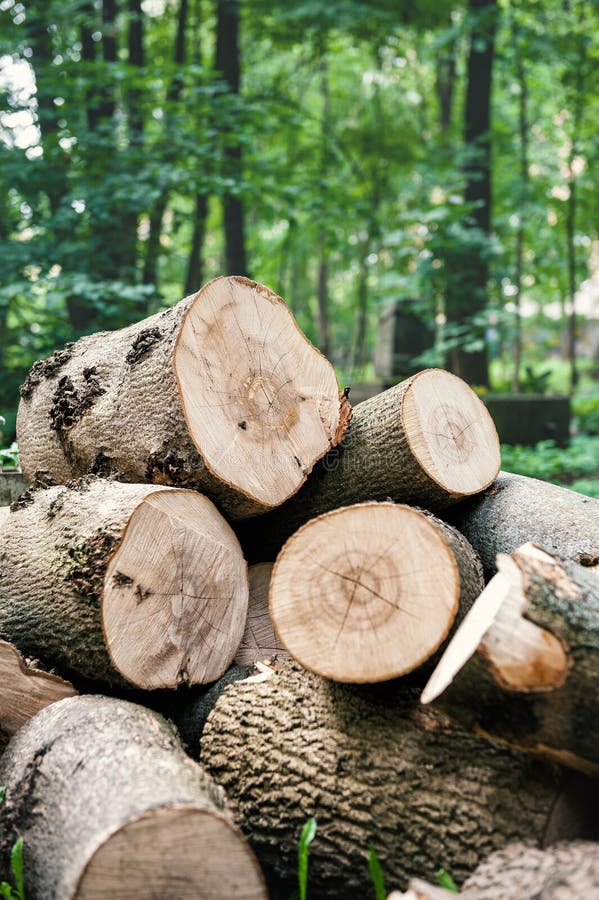 Stacked timber logs with visible rings royalty free stock photo
