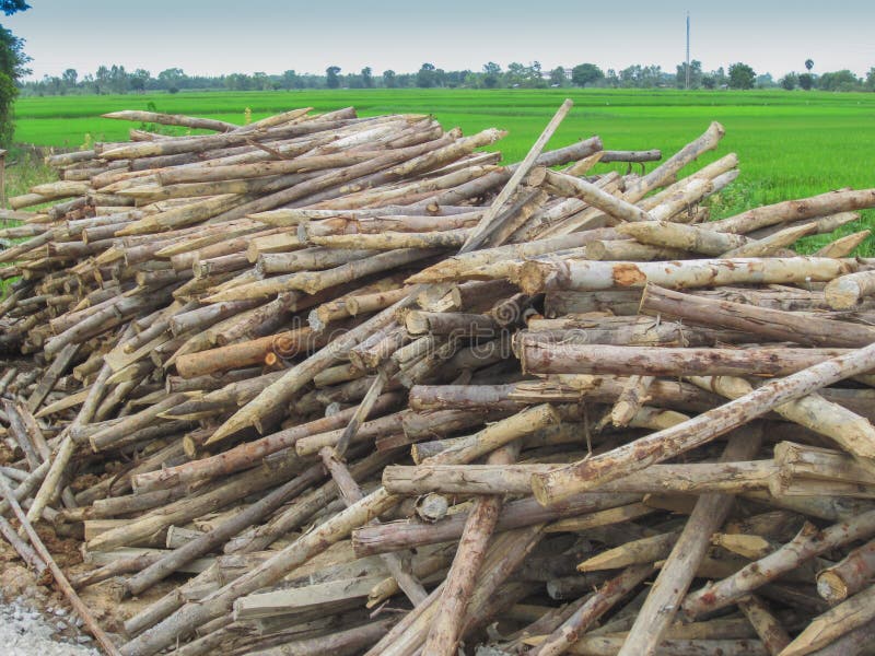 Eucalyptus Wood Pile for Construction Use Stock Image Image of
