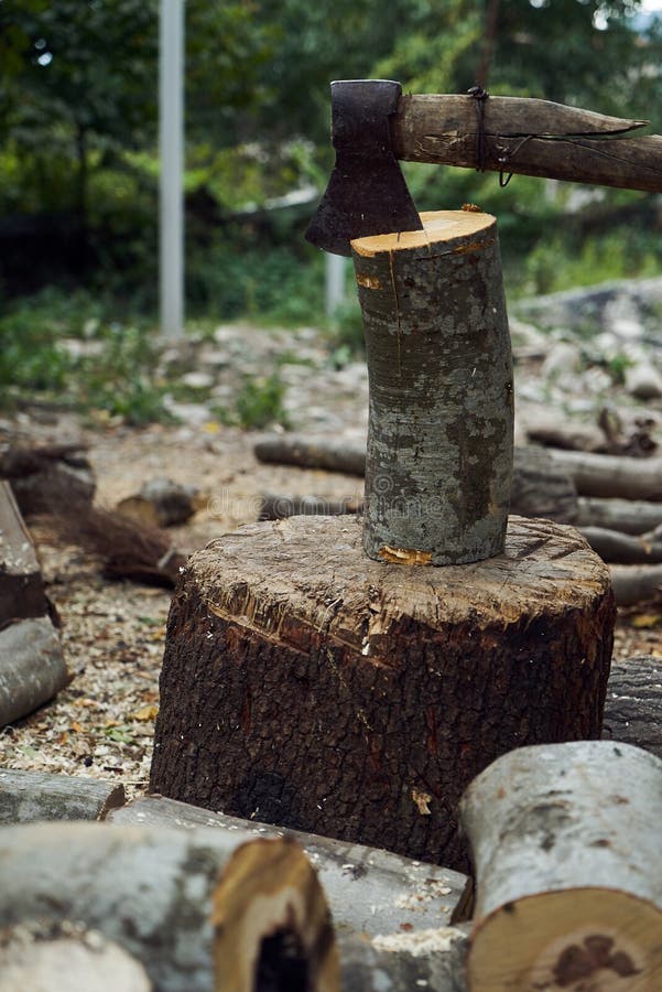 Stacks of firewood in the forest, close-up. royalty free stock photo Stacks of firewood in the forest, close-up. royalty free stock photo