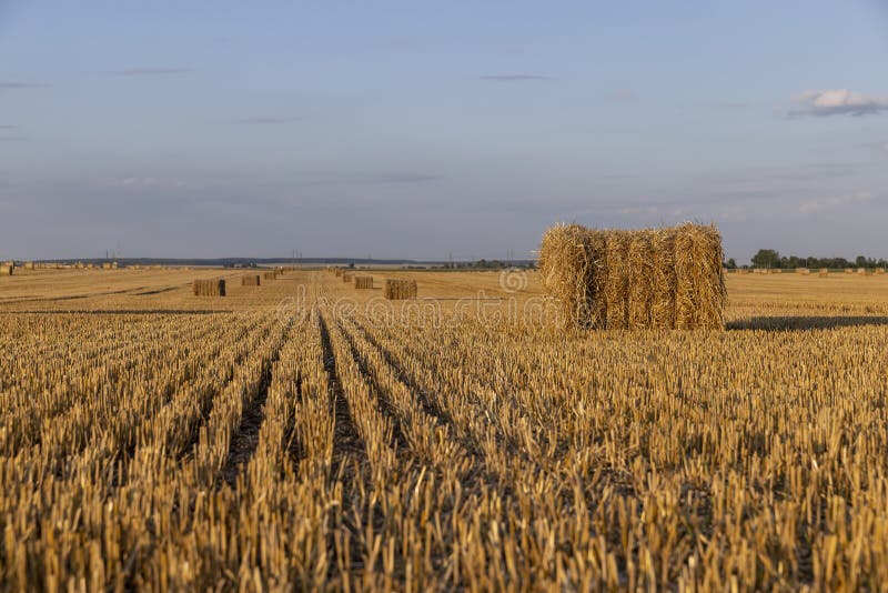 Square stacks of golden wheat straw in a field at sunset royalty free stock photo