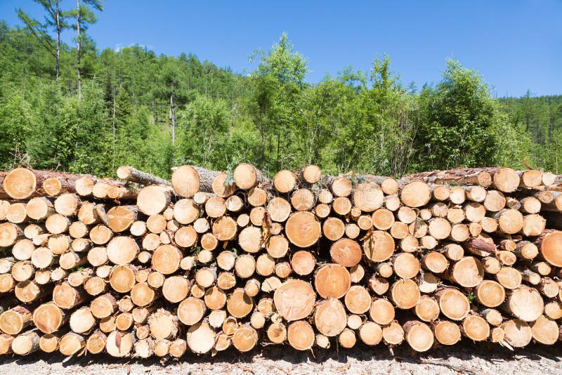 Stacks of logs at a forest logging site