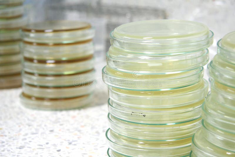 Stack of Petri Dishes stock photo. Image of medicine 15875042