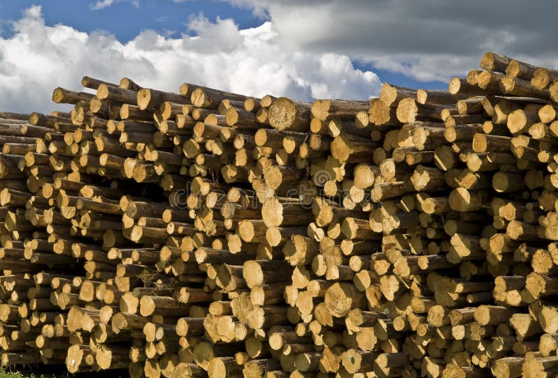 Stacks of Pine Logs stock photo