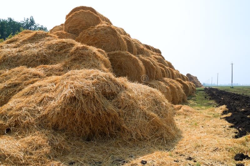 Stacks of straw on the field