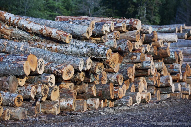 Stacks of Timber in a Lumber Yard Stock Photo Image of bottom, forest