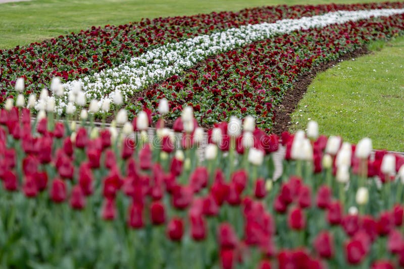 Stad Riga, de Republiek van Letland Letse vlag van tulpen, rood en wit - Beeld stock foto's Stad Riga, de Republiek van Letland Letse vlag van tulpen, rood en wit - Beeld stock foto's