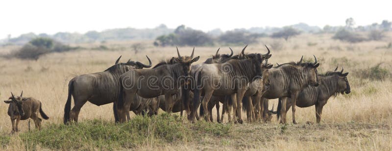 stada safari wildebeest obrazy stock stada safari wildebeest obrazy stock