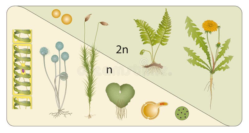 Stades diploïdes illustration stock