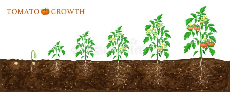 Stadi di crescita delle piante di pomodoro dalle sementi alla fioritura e alla maturazione. illustrazione della felpa di pomodoro
