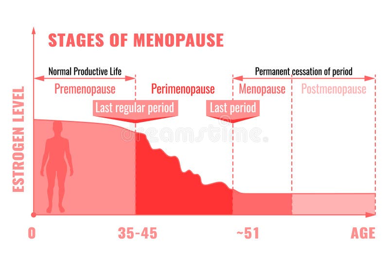 Stadien Der Menopause Infographic Vektor Abbildung Illustration von