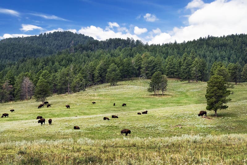 Stado Amerykański żubr, Custer stanu park, Południowy Dakota, usa fotografia stock Stado Amerykański żubr, Custer stanu park, Południowy Dakota, usa fotografia stock