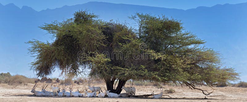 Stado antylopy odpoczywa pod dużym akacjowym drzewem w pustyni fotografia royalty free Stado antylopy odpoczywa pod dużym akacjowym drzewem w pustyni fotografia royalty free