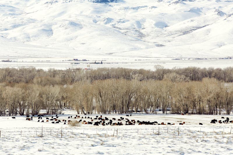 A winter view of a herd of cattle in a snowy Idaho pasture on a cold morning. A winter view of a herd of cattle in a snowy Idaho pasture on a cold morning.