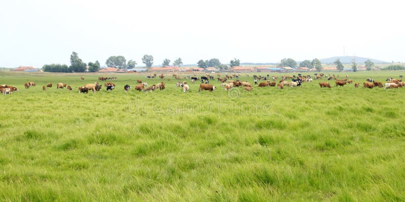 In the beautiful prairie，A herd of cattle are grazing. In the beautiful prairie，A herd of cattle are grazing