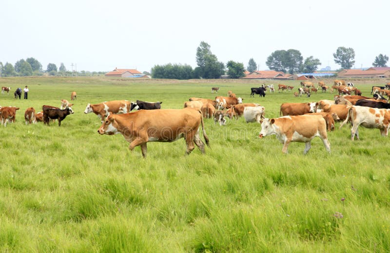 In the beautiful prairie，A herd of cattle are grazing. In the beautiful prairie，A herd of cattle are grazing