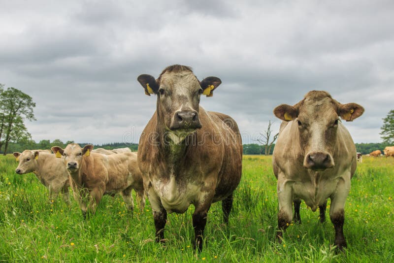 Stado Charolais krowy zdjęcie royalty free Stado Charolais krowy zdjęcie royalty free