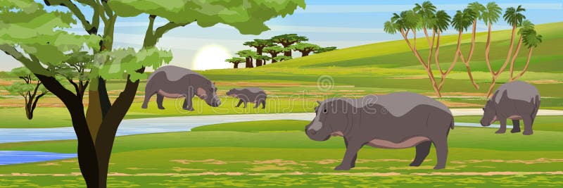 A herd of hippos in the African savannah. Wildlife of Africa. Realistic vector landscape with animals and plants. A herd of hippos in the African savannah. Wildlife of Africa. Realistic vector landscape with animals and plants